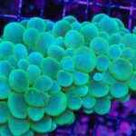 مرجان بابل (Bubble Coral – Plerogyra sinuosa)