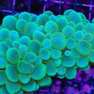 مرجان بابل (Bubble Coral – Plerogyra sinuosa)