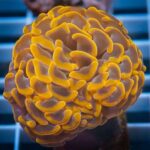 مرجان برنچینگ (Euphyllia Paraancora) - تصویر 2