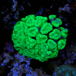 مرجان ترومپت (Trumpet Coral – Caulastrea furcata)