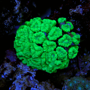 مرجان ترومپت (Trumpet Coral – Caulastrea furcata)