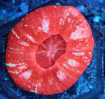مرجان دونات (Donut Coral – Scolymia spp.)