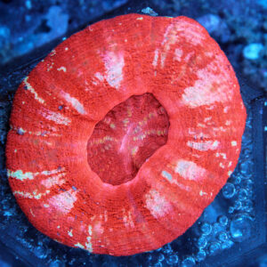 مرجان دونات (Donut Coral – Scolymia spp.)