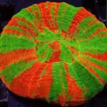 مرجان دونات (Donut Coral – Scolymia spp.) - تصویر 2