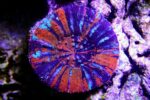 مرجان دونات (Donut Coral – Scolymia spp.) - تصویر 3