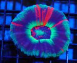 مرجان دونات (Donut Coral – Scolymia spp.) - تصویر 4