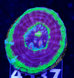 مرجان دونات (Donut Coral – Scolymia spp.) - تصویر 6