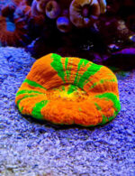 مرجان دونات (Donut Coral – Scolymia spp.) - تصویر 5