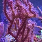 مرجان رامپلا (Rumphella Coral)