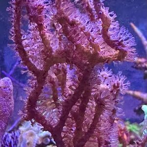 مرجان رامپلا (Rumphella Coral)
