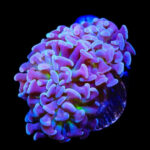 مرجان برنچینگ لنگری (Branching Hammer Coral – Euphyllia paraancora)