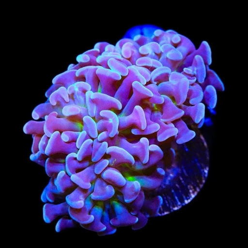لنگری مرجان برنچینگ لنگری (Branching Hammer Coral – Euphyllia paraancora) - تصویر 1