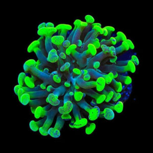 مرجان همر تورچ (Hammer Torch Coral)