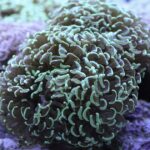 مرجان وال همر (Wall Hammer Coral – Fimbriaphyllia ancora)